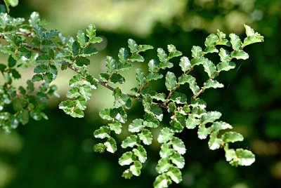 Nothofagus antarctica - pabuk jižní - větevka s listy